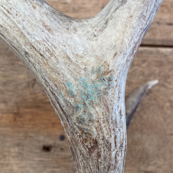 Decorative Antler - Picture 11 of 13